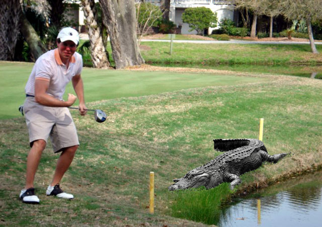 Image result for alligator golf