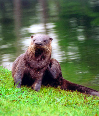 Audubon Cooperative Sanctuary Program Golf